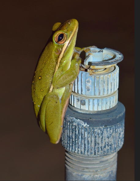 Local Florida frog spotted on a job site